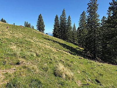 ...und wandern über den Wiesenhang hinunter...