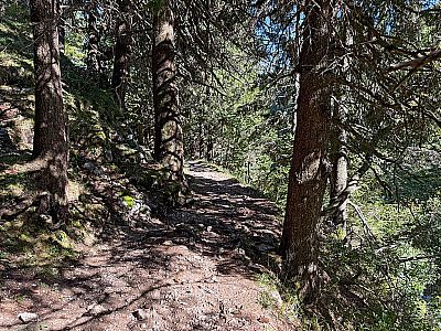 ...zu einem Waldstück