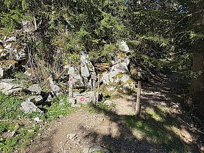 ...schlüpfen wir wieder in den Bergwald hinein