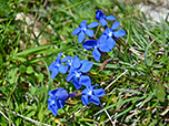 Frühlingsenzian