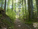 Von hier folgen wir einem Waldpfad...