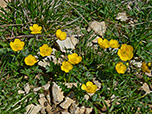 Butterblumen