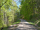 ...zu einem weiteren Forstweg