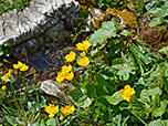 Sumpfdotterblumen