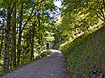 Wir durchstreifen ein letztes Waldstück...