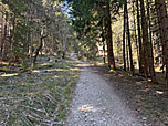 Der Waldweg bringt uns...