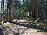 Der Fahrweg leitet uns wieder in den Wald hinein