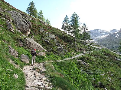 Der Wald zieht sich ganz zurück