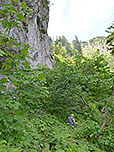 Durch lichten Laubwald...