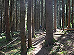 ...auf den Sattel zwischen Reitstein und Brandstein