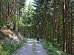 ...zu einem Forstweg, der uns zurück zur Aufstiegsroute führt