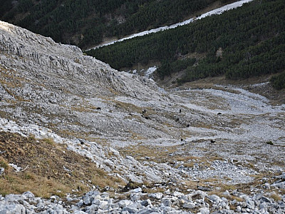 Zahllose Gämsen unter uns