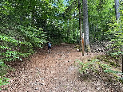 Ein Waldweg bringt uns...