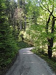 Zuerst steil bergauf durch dichten Bergwald