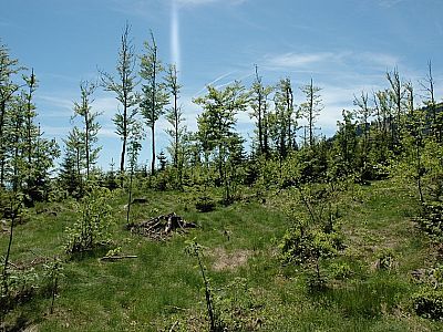 Der Wald lichtet sich...