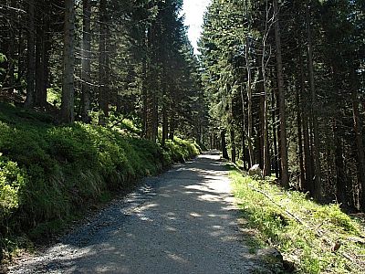 Wieder in den Schatten des Waldes