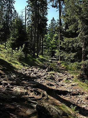 Über zahlreiche Wurzeln bergab