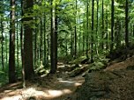 Immer durch den Wald...