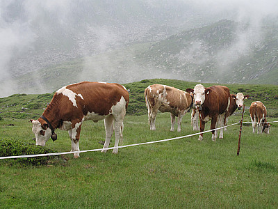 Man trifft mehr Kühe als Wanderer