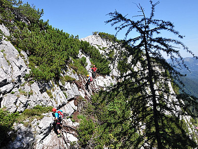 Latschen vor dem Ziehkogelgrat
