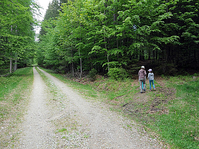 ... rechts in den Wald ab.