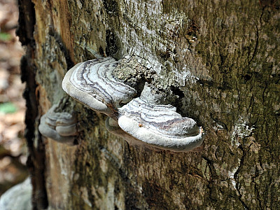 Einer der vielen Baumpilze