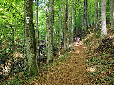 Am Höllbach entlang steigen wir auf.