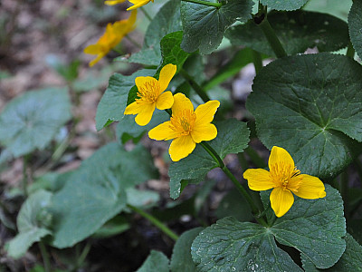Zahlreiche Sumpfdotterblumen säumen den Weg