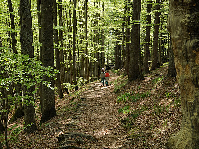 Schnell haben wir wieder den Wald erreicht.