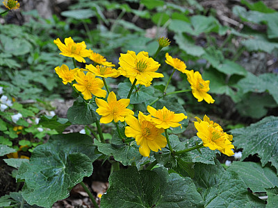 Auch hier gibt es zahlreiche Sumpfdotterblumen