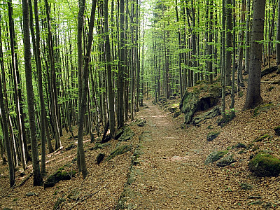 ... immer dem Wegweiser nach Kreuzstraßl folgend.