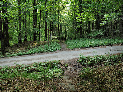 Hier wieder geradeaus