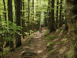 Schnell haben wir wieder den Wald erreicht.