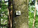 Wir bleiben auf dem Wanderweg Esche