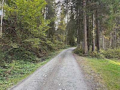 Über die breite Forststraße...