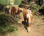 Haflinger an der Zuegghütte