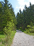 Durch lichten Wald geht es zügig bergauf