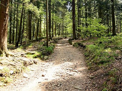 Durch den Wald steigen wir weiter auf