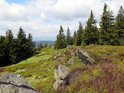 Der Blick zurück auf die Osserwiesen
