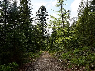 ... auf Waldpfaden, .... 