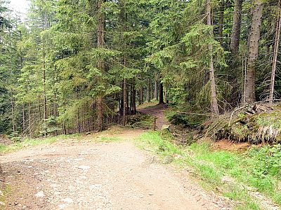 ... mal auf Forststraßen...