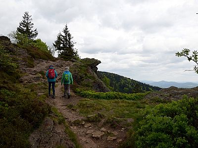 Rechts von uns befindet sich das Steinbühler Gesenke, ein Rückzugsgebiet für Luchse