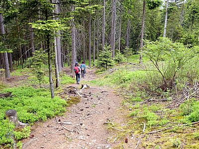 Es geht wieder durch den Wald