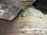 Heute wohnen hauptsächlich Spinnen in der Höhle