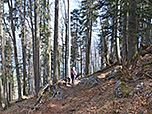 ...und erreichen ein schattiges Waldstück