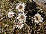 Silberdistel (Carlina acaulis)