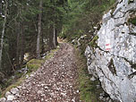 Und wieder durch Wald
