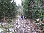 ...und weiter durch ein Waldstück