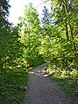 Wir schlagen den Waldweg Richtung Grünsteinhütte ein