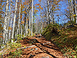 ...und steigen über einen breiten Waldweg hinauf...